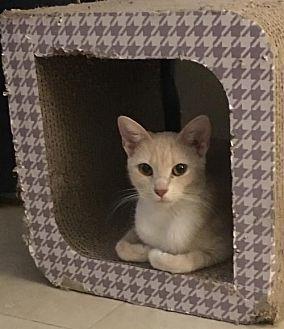 Sansa the Be (19723763)