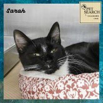 Sarah (20622411)
