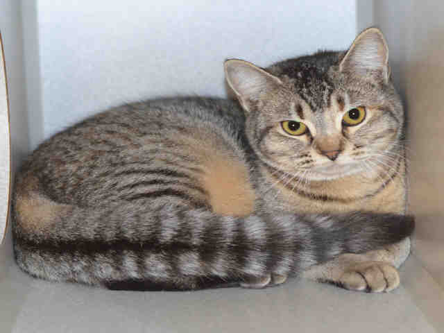 *SASHA (A044051)