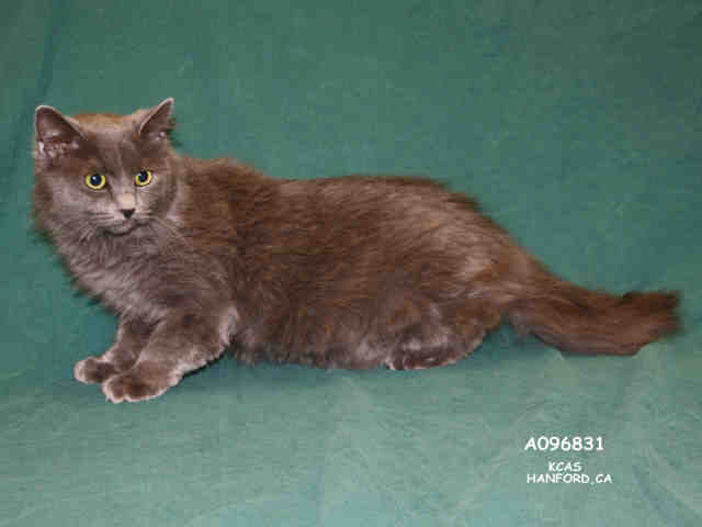 *SASHA (A096831)