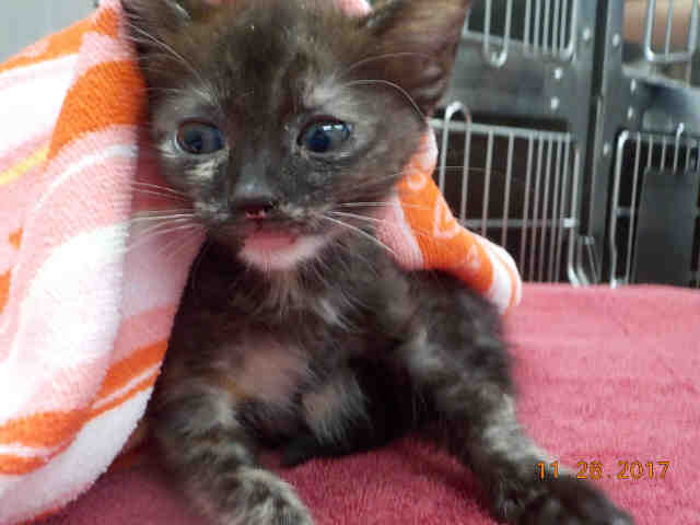 SASHA (A1931465)