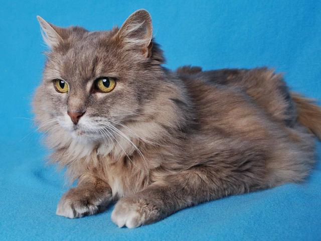 SASHA (A242738)