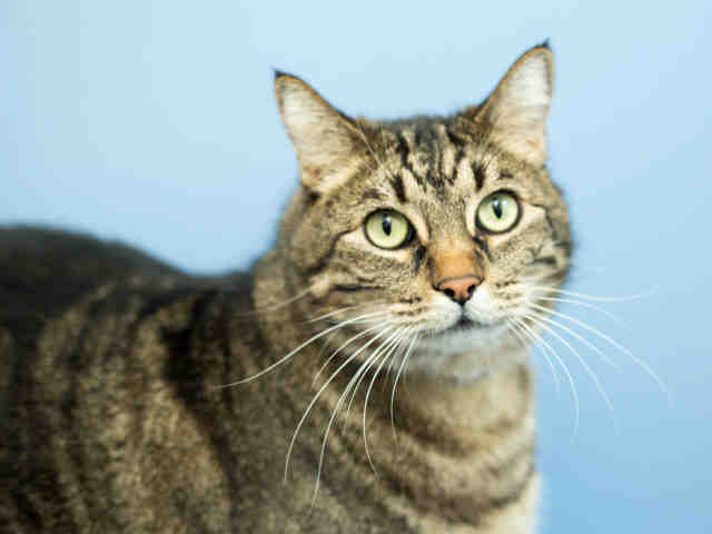 SASHA (A637896)