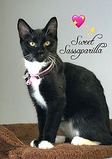 Sassaparilla (18579071)