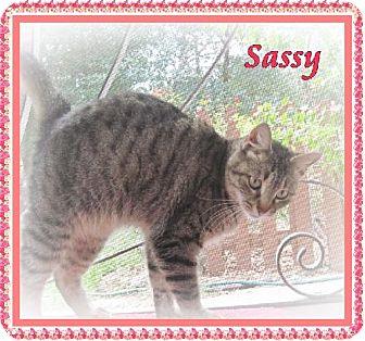 Sassy (10941380)