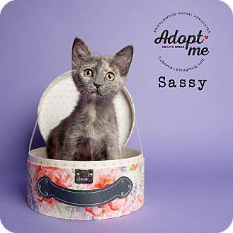 Sassy (18894358)