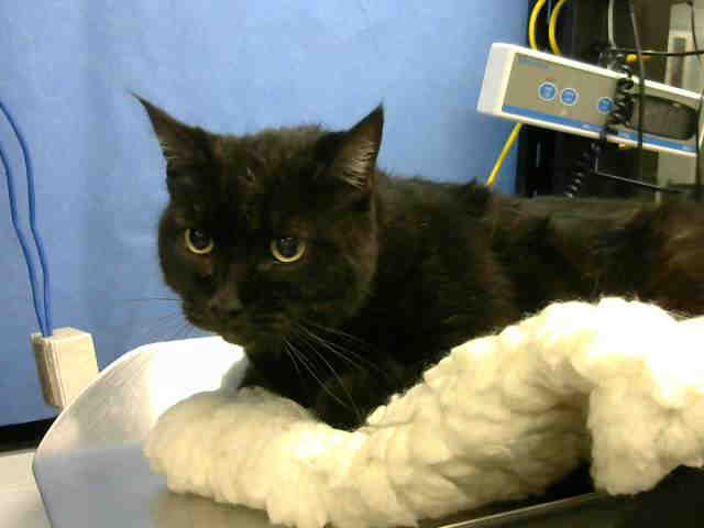 SASSY (A1142676)