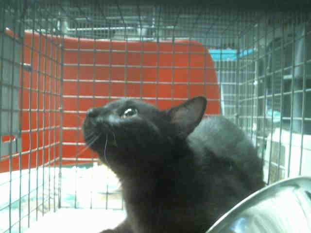 SASSY (A131766)