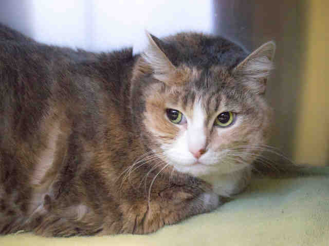SASSY (A287613)