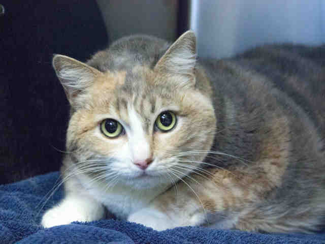 SASSY (A287613)