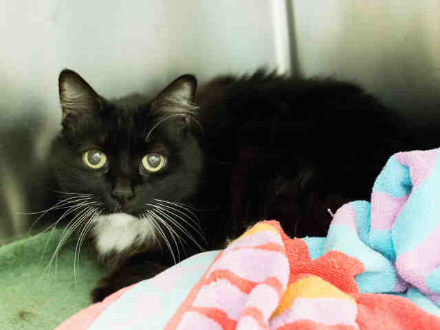 SASSY BABY (A469989)