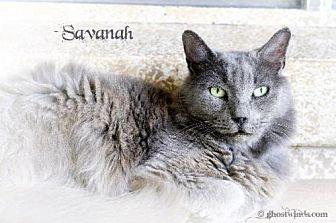 Savannah (10941631)