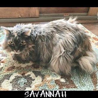 Savannah (20615722)