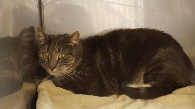 SCOOTER (A224249)