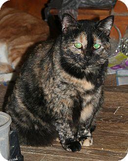 Scootie (COU (18527453)