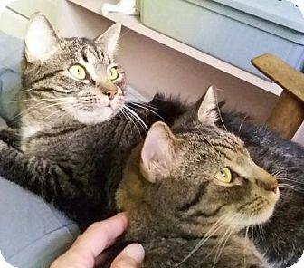 Scrappy & Sk (17827264)