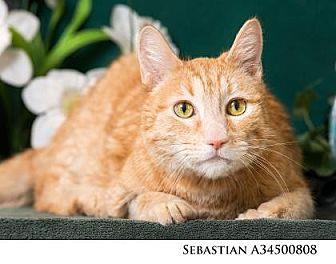 SEBASTIAN (17754024)