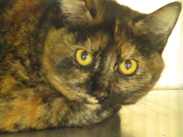 SELENA (A178669)