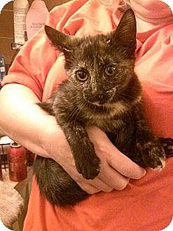 Seraphina (10967641)