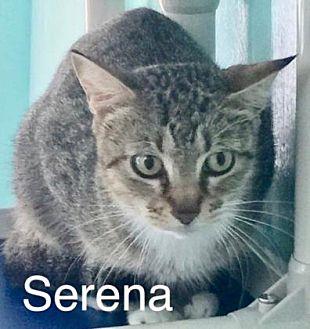 Serena (19880197)
