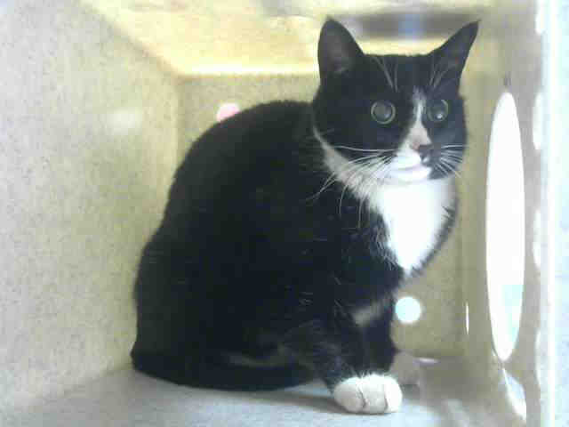 SERINA (A373256)