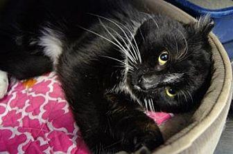 Seymour (15250304)
