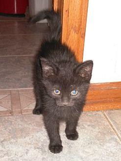 Shadow (20056528)