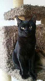 Shadow (20302008)