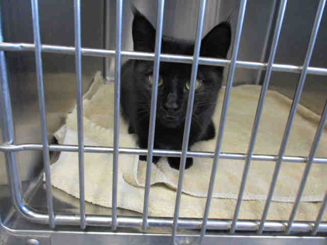 SHADOW (A104214)
