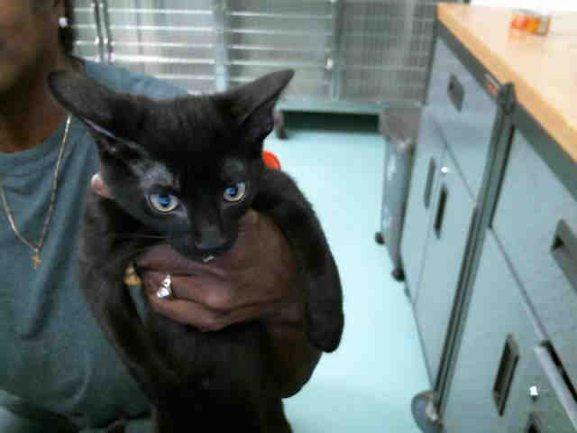 SHADOW (A130858)