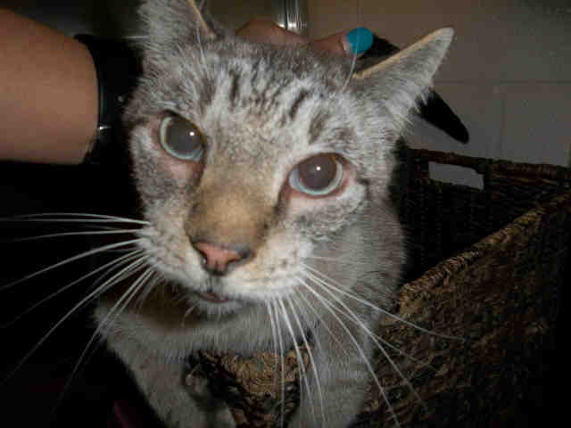 SHADOW (A131774)