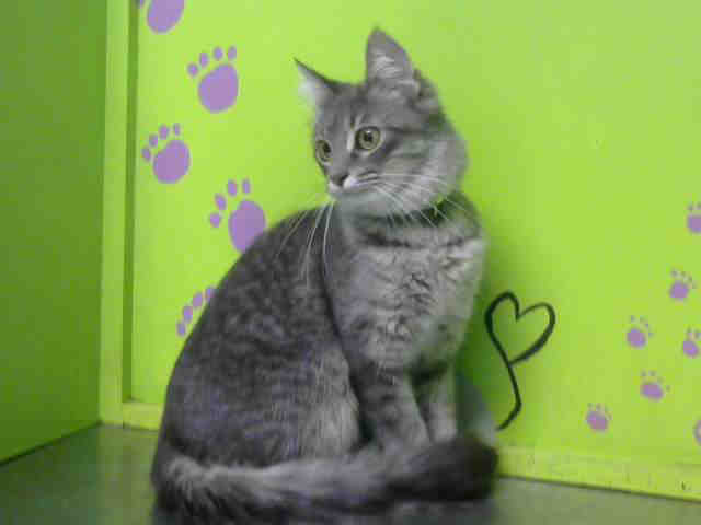 SHAI (A1531529)