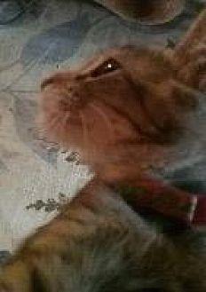 Shaila (20074933)