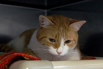 Shamus (20330457)