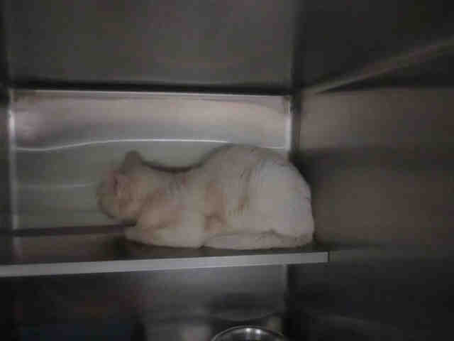 SHASTA (A135828)