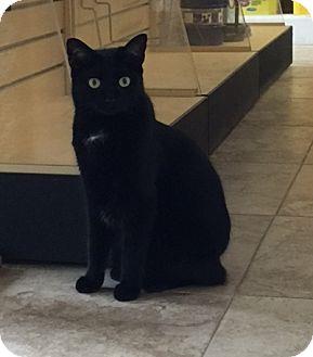 Sheba (15658489)