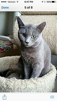 Sheba (17454081)