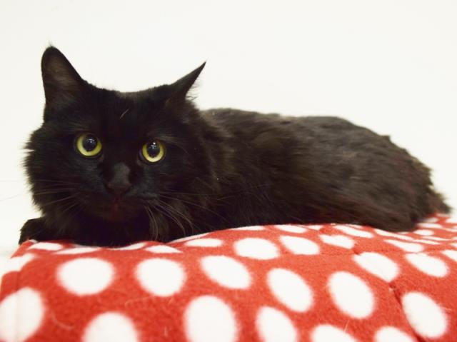 SHEBA (A730792)