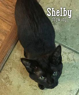Shelby (20241908)