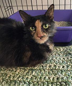 Shellie (17520103)