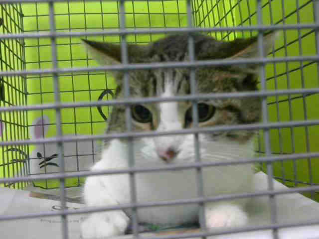 SHELLY (A1530315)