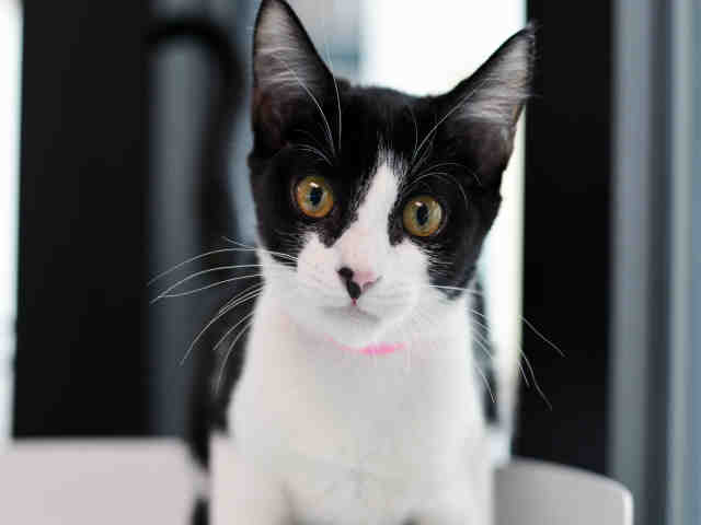 SHELLY (A1935957)