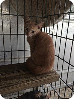 Sherbert (16915167)