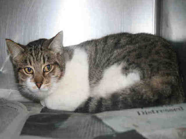 *SHIMMER (A492078)
