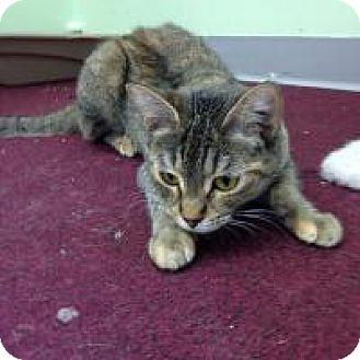 Shirley (13493133)