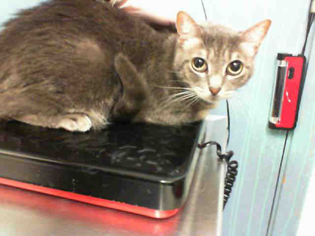 SHIRLEY (A103692)