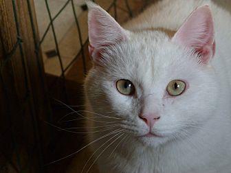 Shiro (19014820)