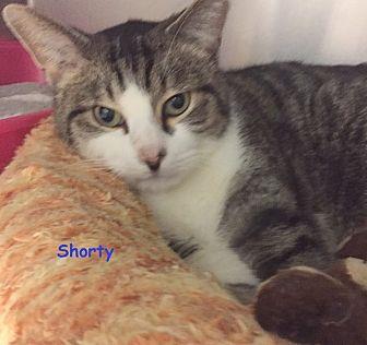 SHORTY (20238038)