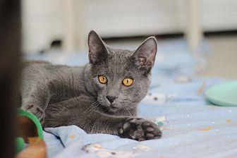Shorty (20437764)