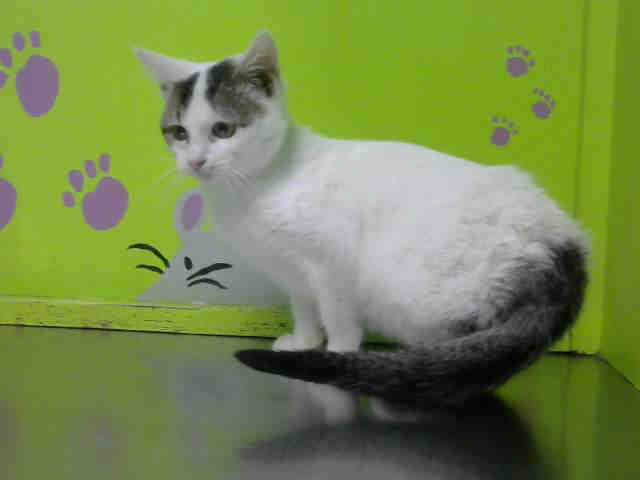 SHOW BIZ (A1531707)